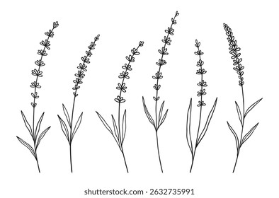 Set of lavender wildflowers in black line art on white background. Hand-drawn flowers, and leaves. Wild plants and botanical elements for design projects. Vector illustration