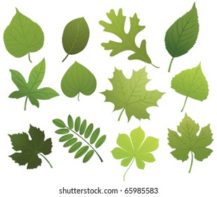 Set with leaf