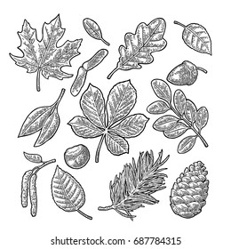 Set leaf, acorn, chestnut and seed. Vector vintage black engraved illustration. Isolated on white background