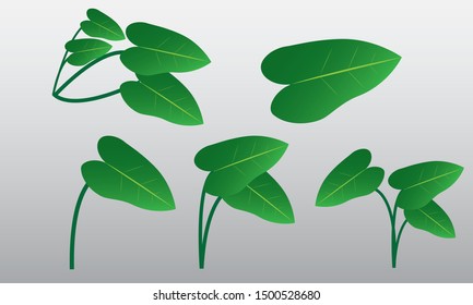 Set of leaf design on white background - vector design templates