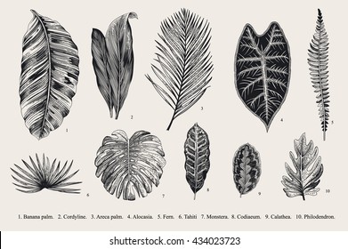 Set Leaf. Exotics. Vintage vector botanical illustration. Black and white.