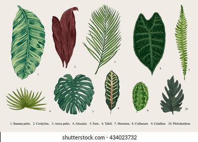 Set Leaf. Exotics. Vintage Vector Botanical Illustration. Colorful.