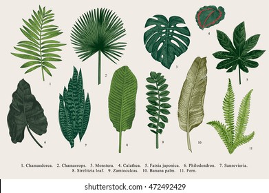 Leaf setzen. Exotik. Vintage Vektorgrafik botanischer Illustration. Farbenfroh.