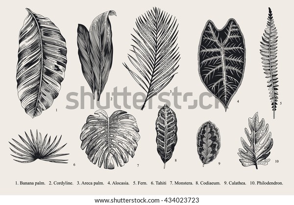 Set Leaf Exotics Vintage Vector Botanical Stock Vector (Royalty Free ...