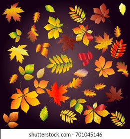 Set leaf fall from bright, colorful autumn leaves on a dark background. Chestnut, maple, oak, birch, aspen, etc.