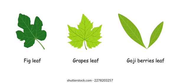 Set of leaf of fig, grapes and Goji berries. Fruit Leaves collection isolated on white background. Flat vector illustration