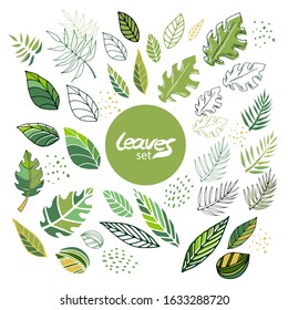 Set leaf in flat style on white background. Isolated decorative floral element. Silhouette and contour palm, monstera, eucalyptus, fern, tree, exotic leaves. Graphic vector hand drawn illustration.