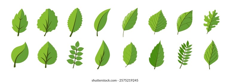 Set of leaf icons isolated on transparent background. Leaves green color icon logo. Ecology icons