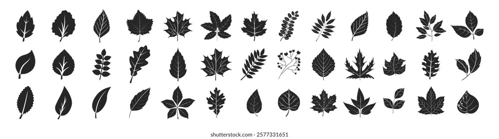 Set of leaf icons on transparent background. Leaves of trees and plants. Elements design for natural, eco, vegan, bio labels.