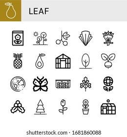 Set of leaf icons. Such as Pear, Gardening, Forest, Blackcurrant, Salad, Flower bouquet, Pineapple, Avocado, Greenhouse, Tree, Radish, Ozone, Butterfly, Spinach, Parsley , leaf icons