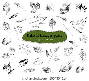 Set of leaf imprints, natural textures. Autumn foliage, vector black on white illustration. Isolated elements for decorative floral design, vintage background.