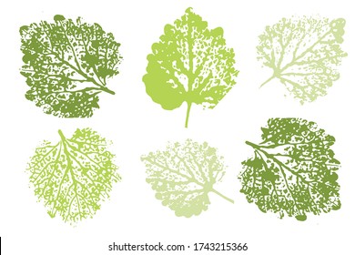 Set of leaf imprints, natural textures.  Objects isolated on white. Isolated objects on white background. Vector illustration.