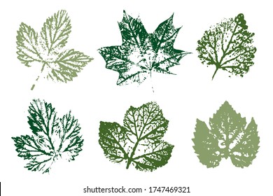 Set of leaf imprints, natural textures. Natural ink imprint of autumn leaf with streaks and texture. Set with stamp leaves. Vector illustration.