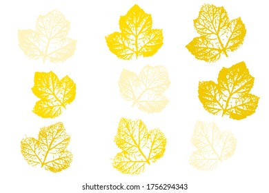 Set of leaf imprints, natural textures. Natural ink imprint of autumn leaf with streaks and texture. Overlay template. Vector illustration.