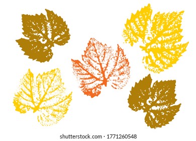 Set of leaf imprints, natural textures.  Objects isolated on white. Isolated objects on white background. Vector illustration.