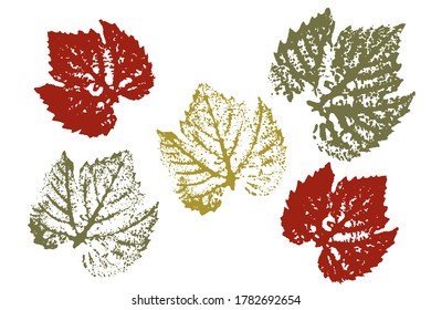 Set of leaf imprints, natural textures. Autumn foliage, vector colored illustration. Isolated objects on white background. Vector illustration.