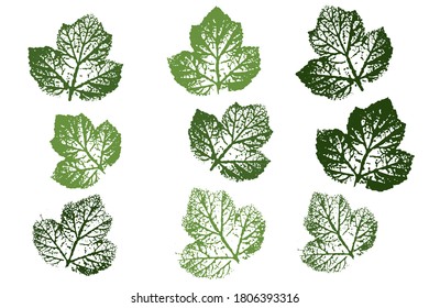 Set of leaf imprints, natural textures. Autumn foliage, vector colored illustration. Set with stamp leaves. Vector illustration.