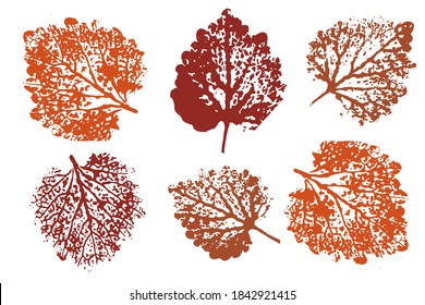Set of leaf imprints, natural textures.  Objects isolated on white. Overlay template. Vector illustration.