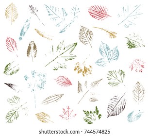 Set of leaf imprints, natural textures. Autumn foliage, vector colored illustration. Isolated elements for decorative floral design, vintage background.