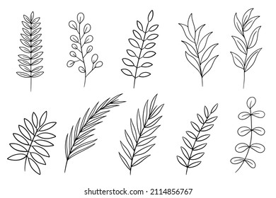 Set leaf leaves Plant design element set Botanical Outline Style illustration