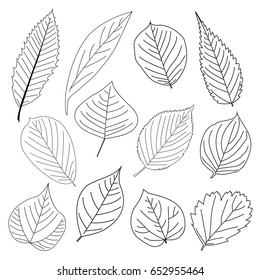 Set of leaf line icon. Isolated vector illustration on white background.