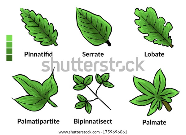 Set Leaf Name Background Template Business Stock Vector (Royalty Free ...