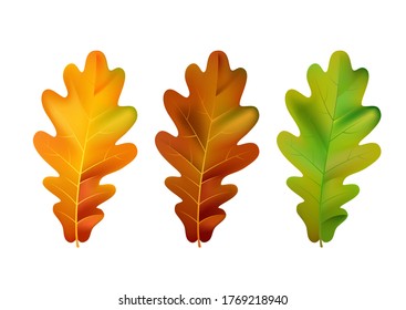 Set leaf of oak tree on white background, autumn decoration. Vector