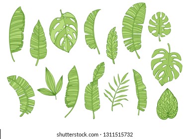 Set leaf palm trees. hand drawn illustrations isolated on a white background