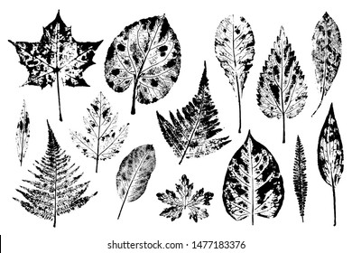 Set of leaf prints. Autumn herbarium stamps leaves of trees and herbs: nettle, lily of the valley, ferns and others. Overlay template. Vector illustration