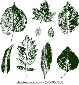 
Blatt-Drucke Birch Weiden Ahorn