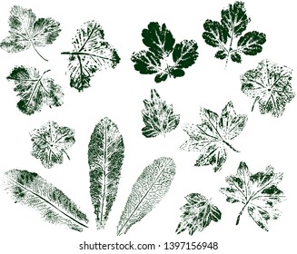 Set of leaf prints isolated on white background. Green stamp ink.