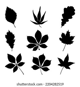 Set of leaf silhouettes. The image of the leaves in black in vector