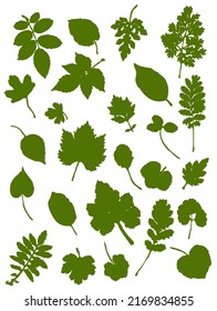 Set of leaf silhouettes. Leaves of deciduous forest trees