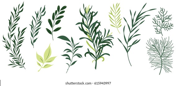 set leaf vector. collection of leaves,Line borders,collection of leaves,Chalkboard Style Hand Drawn Laurels,Plants icons,Icons of leaves,Vector leaves icon set on white background, Leaf vector