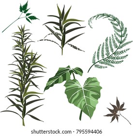 set leaf vector. collection of leaves,Line borders,collection of leaves,Chalkboard Style Hand Drawn Laurels,Plants icons,Icons of leaves,Vector leaves icon set on white background, Leaf vector