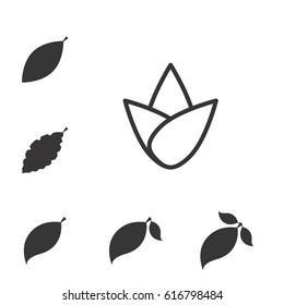 Set of Leaf Vector Icons or Elements for Eco and Bio Logos. Various Shapes of Leaves Isolated