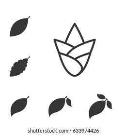 Set of Leaf Vector Icons or Elements for Eco and Bio Logos. Various Shapes of Leaves Isolated