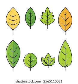 A Set Of Leaf Vector Illustration, nature, nataural, tree, botany, on white background