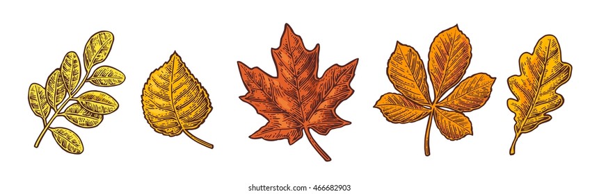 Set leaf. Vector vintage color engraved illustration. Isolated on white background