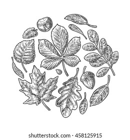 Set leaf. Vector vintage engraved illustration. Isolated on white background