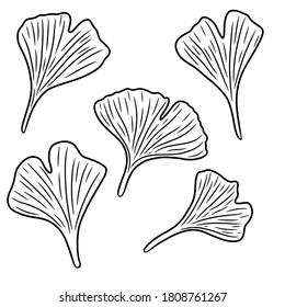 Set of leafs ginkgo. Hand drawn vector illustration in doodle style, isolated on a white background.