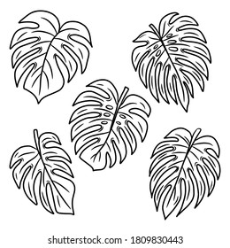 Set of leafs monstera. Hand drawn vector illustration in doodle style, isolated on a white background.