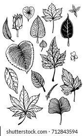 Set Of Leave Doodle Illustration Hand Drawn Sketch Line Vector