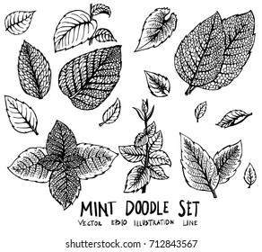 Set Of Leave Mint Doodle Illustration Hand Drawn Sketch Line Vector