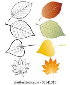 Set of leaves