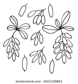 Set leaves and barberry berries. Botanical element. Hand drawn vector illustration in outline style.