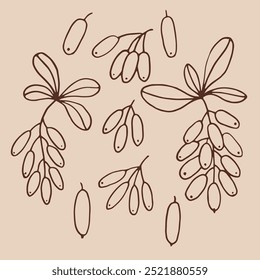 Set leaves and barberry berries. Botanical element. Hand drawn vector illustration in outline style.
