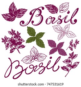 a set of leaves, basil leaves, a basilic logo, a set of logos from a leaf of the basilica

