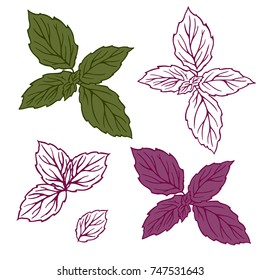 a set of leaves, basil leaves, a basilic logo, a set of logos from a leaf of the basilica