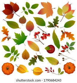 Set of leaves and berries. Vector illustration